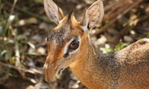 Zdjecie TANZANIA / Manyara / PN Jeziora Manyara / Dikdik