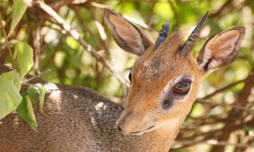 Zdjecie TANZANIA / Manyara / PN Jeziora Manyara / Dikidik II