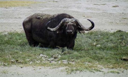 Zdjęcie TANZANIA / brak / Tarangira / samotny bawół