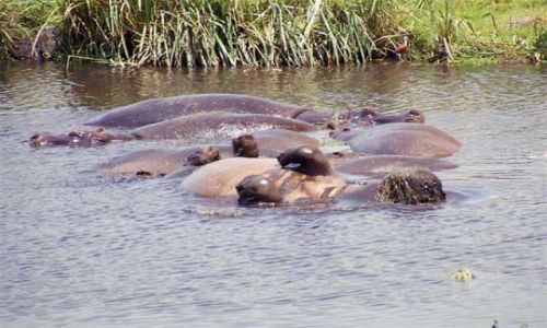 Zdjecie TANZANIA / brak / Serengeti / Hipopotamy