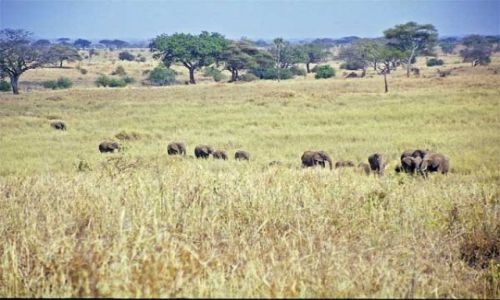 Zdjęcie TANZANIA / brak / Tarangira / stado słoni