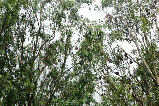 Zdjęcia: Okolice Nuku'alofa, Nuku'alofa, Nietoperzowce, TONGA Zdjęcia: Okolice Nuku'alofa, Nuku'alofa, Nietoperzowce, TONGA