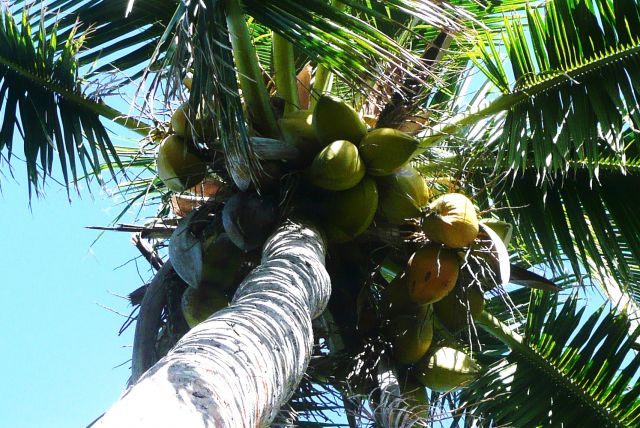 Zdjęcia: Nuku'alofa, Tongatapu, Też mają swoje kokosy, TONGA Zdjęcia: Nuku'alofa, Tongatapu, Też mają swoje kokosy, TONGA