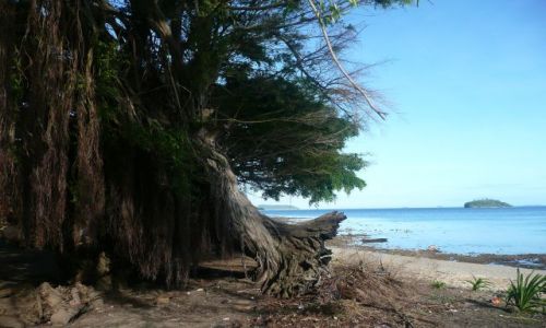Zdjcie TONGA / Vava'u / Pacific / Tapana