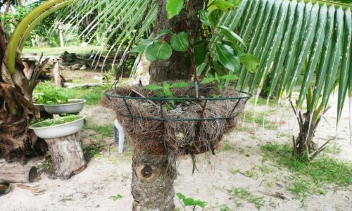 Zdjęcie TONGA / Vava'u / prywatna wyspa Eueiki / kwietnik