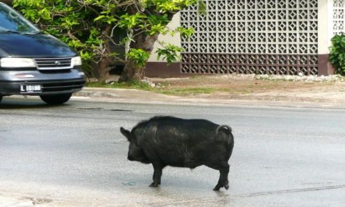 Zdjęcie TONGA / Neiafu / Centrum miasta / Ruch lewostronny