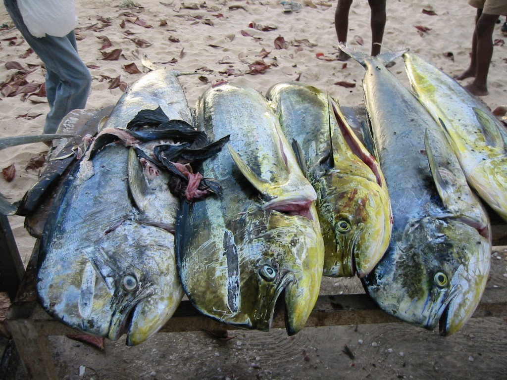 Zdjęcia: Tobago, Tobago, świeży połów, TRYNIDAD I TOBAGO Zdjęcia: Tobago, Tobago, świeży połów, TRYNIDAD I TOBAGO