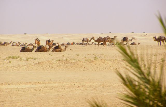 Zdjęcia: Sahara, Tunezja, Sahara2, TUNEZJA Zdjęcia: Sahara, Tunezja, Sahara2, TUNEZJA