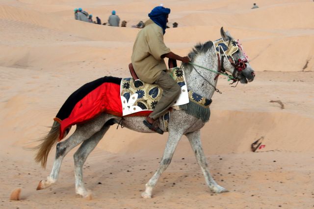 Zdjęcia: Pustynia k. Douz, Północna Sahara, Tuareg na arabie, TUNEZJA Zdjęcia: Pustynia k. Douz, Północna Sahara, Tuareg na arabie, TUNEZJA