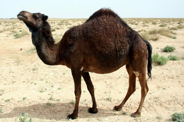 Zdjęcia: Ong jemal, Zachodnia Tunezja, Ciężarna wielbłądzica, TUNEZJA Zdjęcia: Ong jemal, Zachodnia Tunezja, Ciężarna wielbłądzica, TUNEZJA