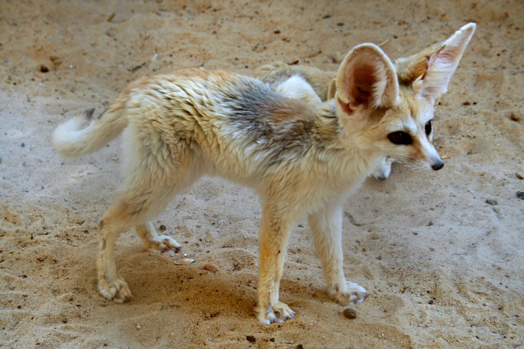 Zdjęcia: Oaza Tozeur, Sahara, Fenek - pustynny lisek, TUNEZJA Zdjęcia: Oaza Tozeur, Sahara, Fenek - pustynny lisek, TUNEZJA