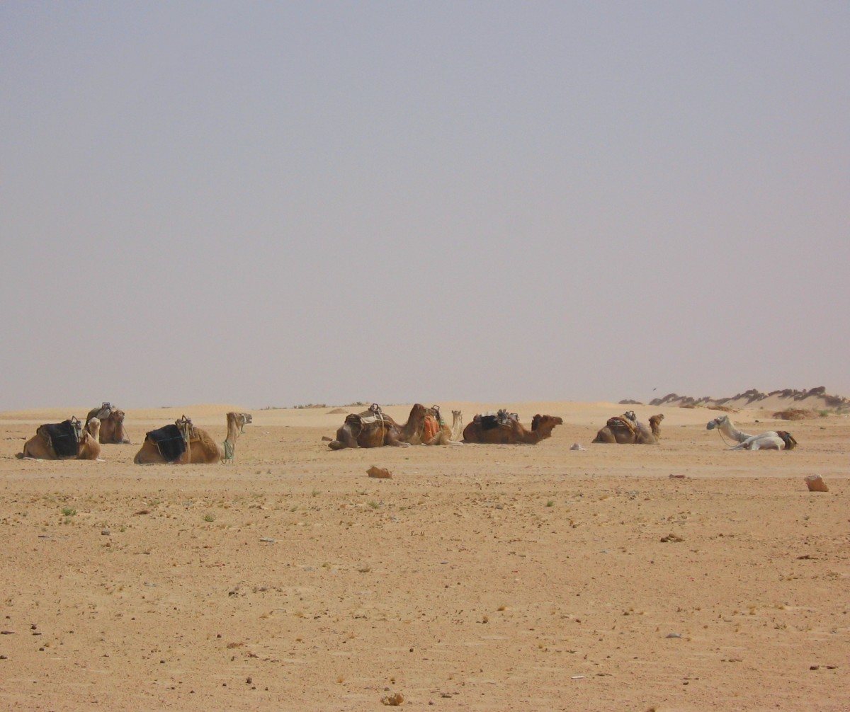 Zdjęcia: Douz, Douz, Sahara, TUNEZJA Zdjęcia: Douz, Douz, Sahara, TUNEZJA