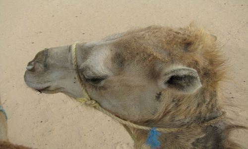 Zdjęcie TUNEZJA / . / okolice Matmaty / okręt pustyni