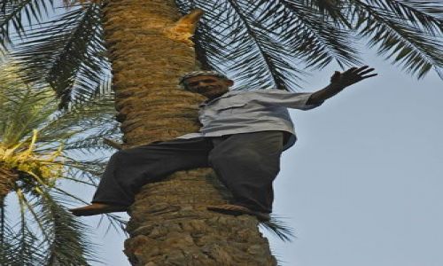 Zdjęcie TUNEZJA / Oaza -Tunezja / Oaza -Tunezja / ...