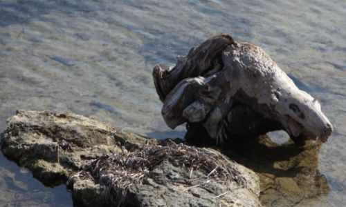 Zdjcie TUNEZJA / Sahel Tunezyjski / Hergla / Natura