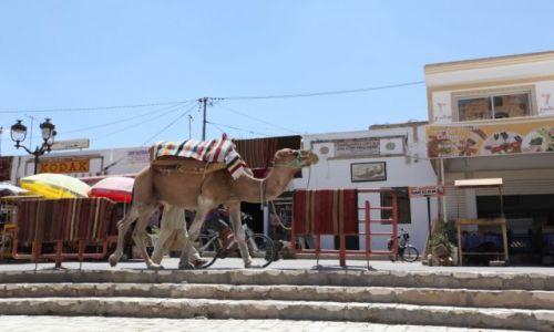 Zdjcie TUNEZJA / Sahel Tunezyjski / El Jem / Wielbd