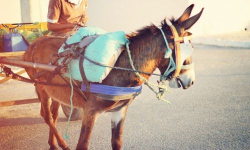 Zdjecie TUNEZJA / Mahdia / Mahdia / W drodze na targ