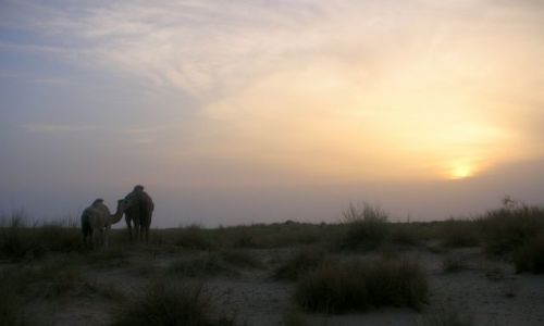 Zdjęcie TUNEZJA / brak / PUSTYNIA SAHARA / wieczorny spacer
