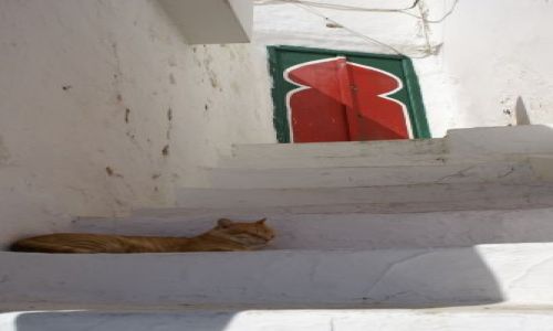 Zdjecie TUNEZJA / brak / SIDI BOU SAID / SJESTA