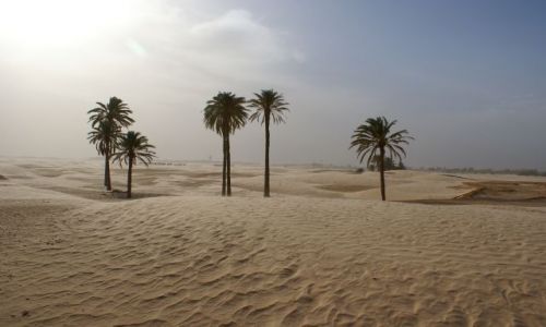 Zdjecie TUNEZJA / sahara / douz / piaski pustyni