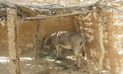 Zdjęcie TUNEZJA / brak / okolice Matmaty / posiłek