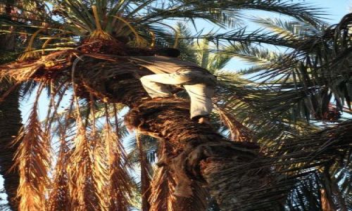 Zdjęcie TUNEZJA / brak / W oazie / Tunezja
