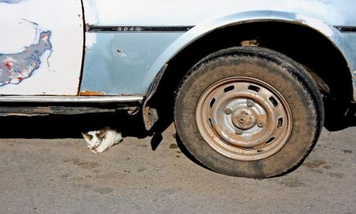 Zdjęcie TUNEZJA / El Jem / Na parkingu / Kntrast