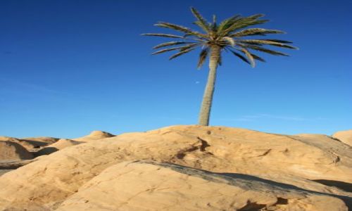 Zdjecie TUNEZJA / brak / Sahara / Palma
