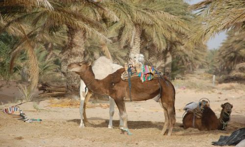 Zdjęcie TUNEZJA / okolice pustyni / sahara / tunezjia