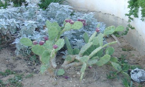 Zdjecie TUNEZJA / monastir / ... / kaktus