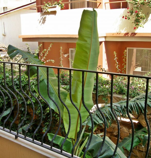 Zdjęcia: Side, Riwiera Turecka, Bananowiec pod balkonem, TURCJA Zdjęcia: Side, Riwiera Turecka, Bananowiec pod balkonem, TURCJA