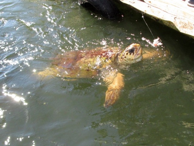 Zdj cia: ujście rzeki Dylan, Azja Mniejsza, Karmienie żółwi , TURCJA Zdj cia: ujście rzeki Dylan, Azja Mniejsza, Karmienie żółwi , TURCJA