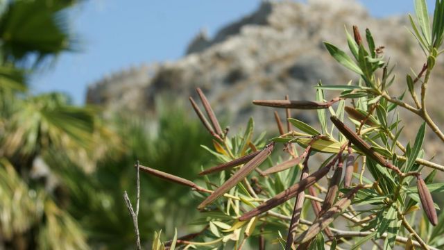 Zdjęcia: Kaunos, Dalyan, Przyroda, TURCJA Zdjęcia: Kaunos, Dalyan, Przyroda, TURCJA