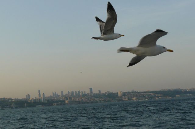 Zdjęcia: istanbul, coz nawet mewy sa piekne , TURCJA Zdjęcia: istanbul, coz nawet mewy sa piekne , TURCJA