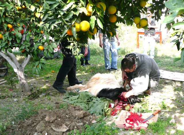 Zdjęcia: Coklakli, Antalia, Kurban Bajram - święto ofiarowania 1, TURCJA Zdjęcia: Coklakli, Antalia, Kurban Bajram - święto ofiarowania 1, TURCJA