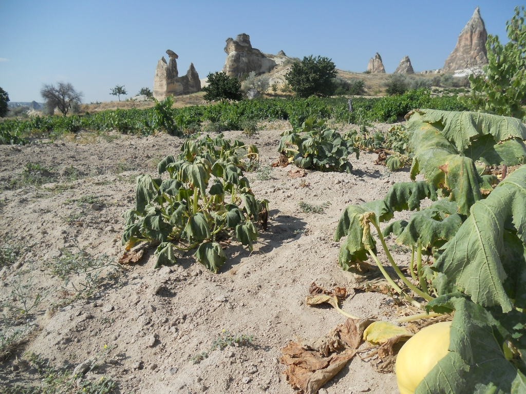 Zdjęcia: Okolice Goreme, Anatolia, W ogrodach Kapadocji, TURCJA Zdjęcia: Okolice Goreme, Anatolia, W ogrodach Kapadocji, TURCJA