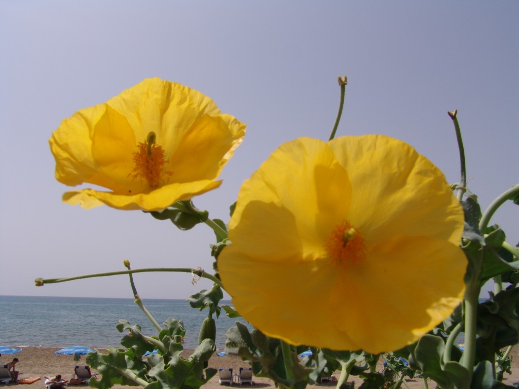 Zdjęcia: Side, Antalya, Antenki, TURCJA Zdjęcia: Side, Antalya, Antenki, TURCJA