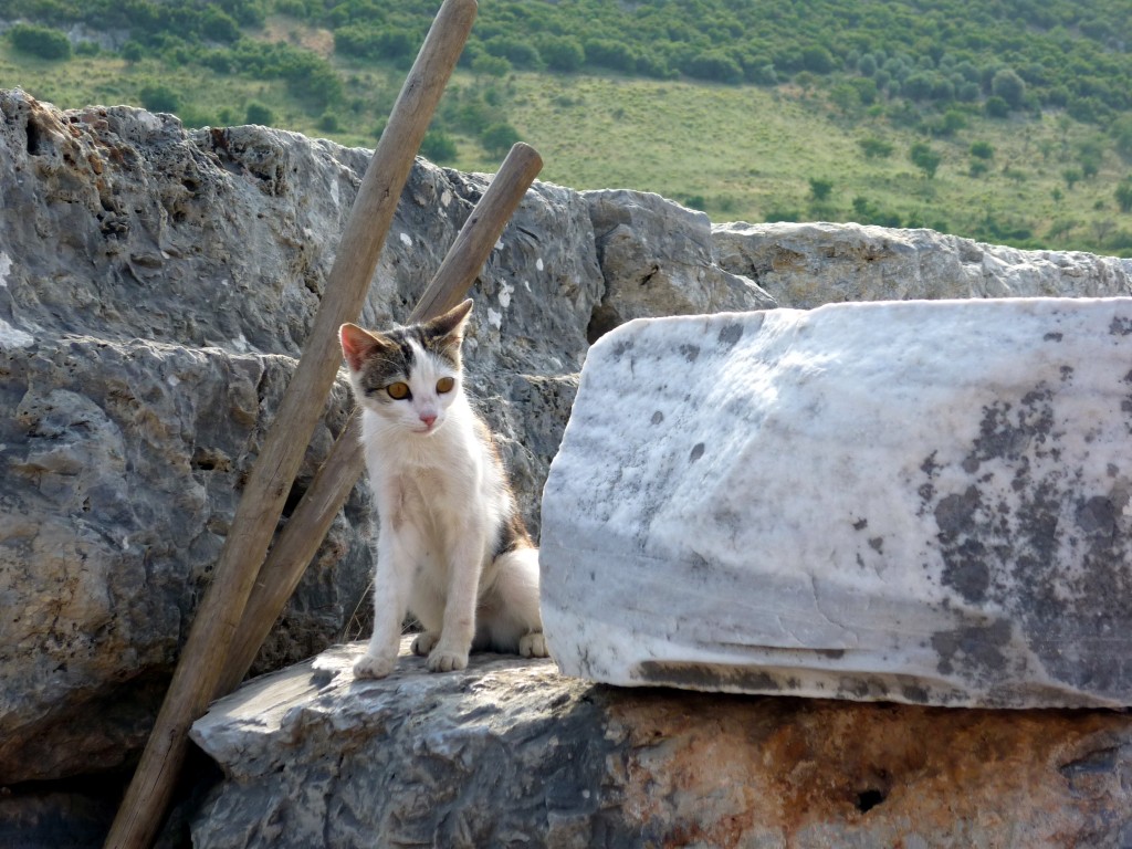 Zdjęcia: Efez, Efez, Kociak z Efezu, TURCJA Zdjęcia: Efez, Efez, Kociak z Efezu, TURCJA