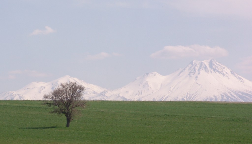 Zdjęcia: Okolice Konya, Centralna Anatolia, Drzewko, TURCJA Zdjęcia: Okolice Konya, Centralna Anatolia, Drzewko, TURCJA