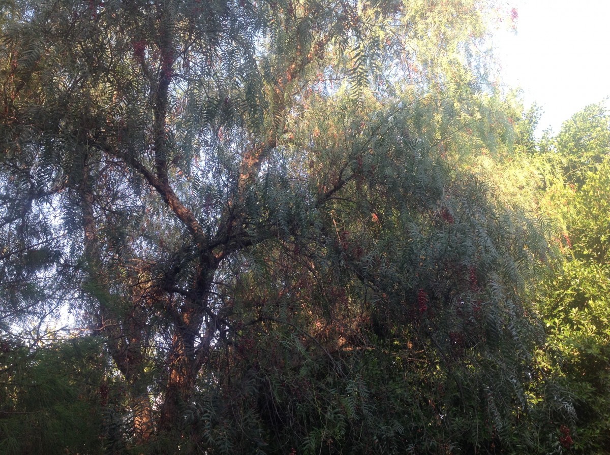 Zdjęcia:  Bodrum, Bodrum, Daktyle i pieprz , TURCJA Zdjęcia:  Bodrum, Bodrum, Daktyle i pieprz , TURCJA