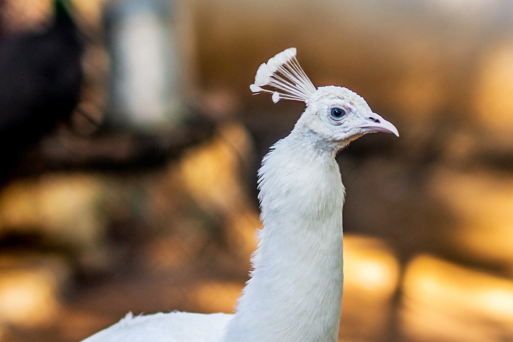 Zdjęcia: Bellis hotel, Riwiera Turecka, pan paw, TURCJA Zdjęcia: Bellis hotel, Riwiera Turecka, pan paw, TURCJA