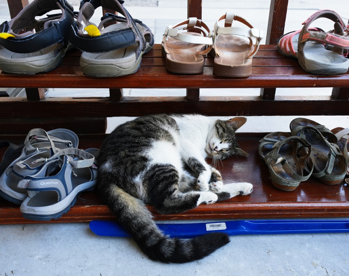 Zdjęcia: Meczet Sulejmana Wspaniałego, Stambuł, Sandałowiec, TURCJA Zdjęcia: Meczet Sulejmana Wspaniałego, Stambuł, Sandałowiec, TURCJA