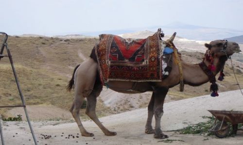 Zdjecie TURCJA / Kapadocja / Kapadocja / Może przejażdżka?