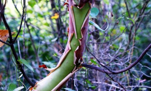 Zdjęcie TURCJA / Okolice Ciralli / / Zielone drzewko