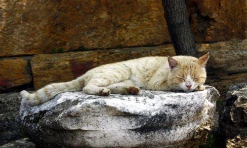 Zdjecie TURCJA / Poudnie / Hierapolis / antyczny kot