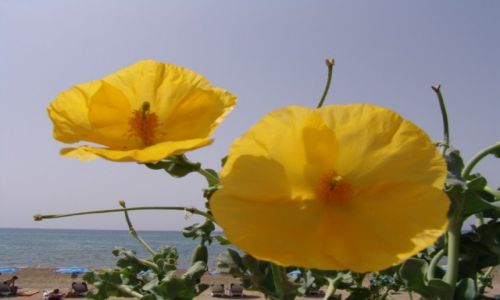 Zdjecie TURCJA / Antalya / Side / Antenki