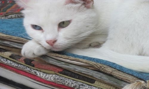 Zdjecie TURCJA / turcja / turcja / jedno oko zielone  drugie niebieskie