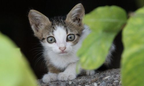 Zdjcie TURCJA / Riwiera Turecka / Alanya / Kiciu