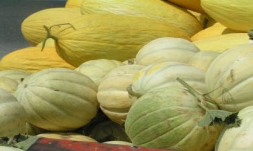 Zdjęcie TURCJA / brak / Corlu / Tureckie melony