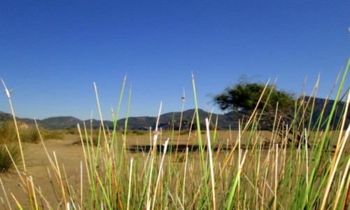 Zdjęcie TURCJA / Wybrzeże Egejskie / okolice Dalyan  / Na co by tu sobie zapolować?